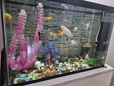 qara mal: Akvaryum dəsti – şüşə akvarium və akvarium balıqları ilə - Geniş — 2