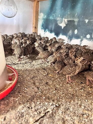 Bildirçin cücələri, Damazlıq lalafo.az -da Bildirçin cücələri, Damazlıq