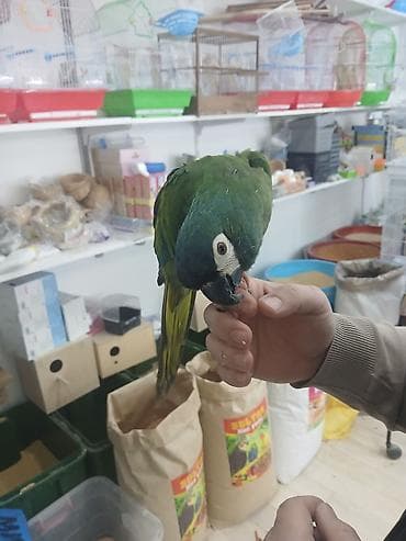 tutuquş: Bala mini ara ele orgesib isdeyen elaqe saxlaya biler catrilma var — 1