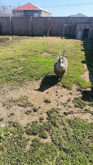 hələp kecisi: Ag keci 4 qarin disi ana bala 2 inci qarindi bala erkek uzun buynuzu — 2