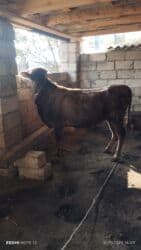 bars bit dermani: Dana, buzov, Erkək, ay: 1, 95 kq, Ətlik, Ünvandan götürmə — 1