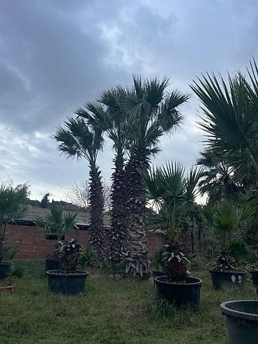 ucuz taxtalar: Palma ağacları – dekorativ landşaft üçün (Təcili 50 faiz aşağı — 2