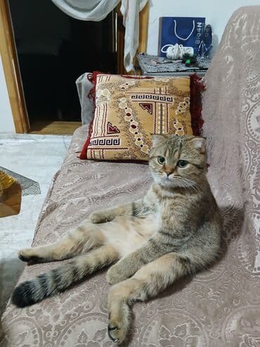 Tabbi, Yaxşı əllərə