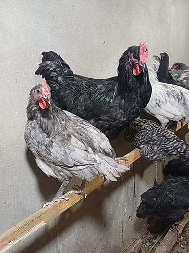 Cücələr: Avstrolorp ve amarok(xarkov) xoruzlari ve mehdud sayda fereler Məhsul — 3