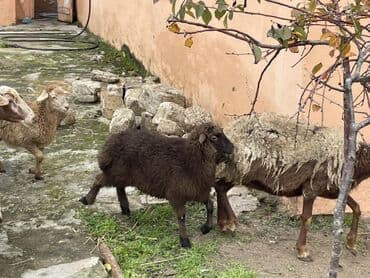 çin bıldırcını: Salam Heyvanlar hamısı sağlam ağır boğazdılar ana baladılar satılırlar — 7