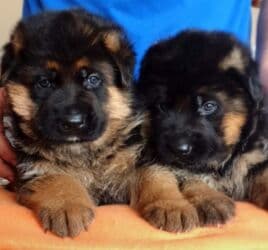 alman afçarkası satışı: Alman çoban iti, 2 ay, Peyvəndli — 2