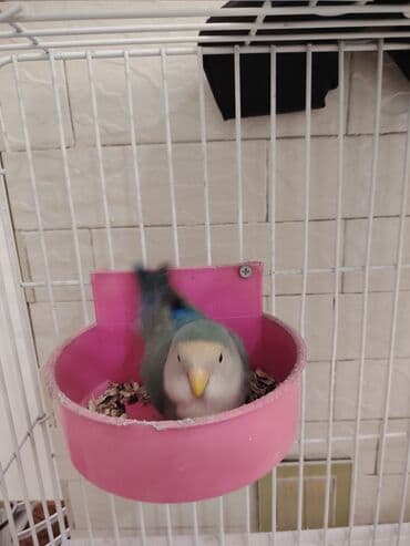 tutuquşu yuvası: Məhsul: Sevgi tutuquşu (Agapornis) Təsvir: - Rəng palitrası — 3