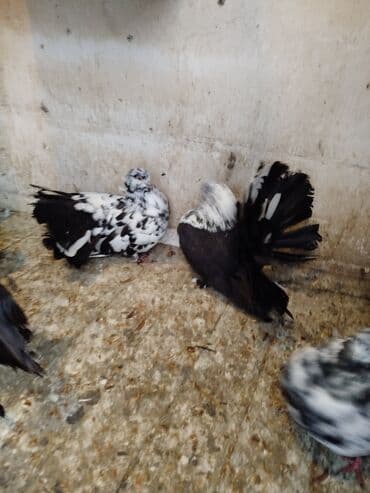 Salam aleykum.Pavlin göyərçinləri satılır.Pavlinləri rayonlara lalafo.az -da Salam aleykum.Pavlin göyərçinləri satılır.Pavlinləri rayonlara