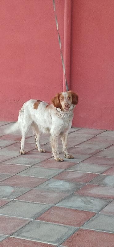 ov itləri: Koker spaniyel, 10 ay, Dişi — 2