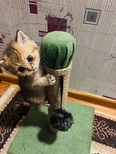 toy terrier: Pişik üçün qaşıyıcı və oyun dirəyi - Material: təbii sizal kəndir ilə — 3