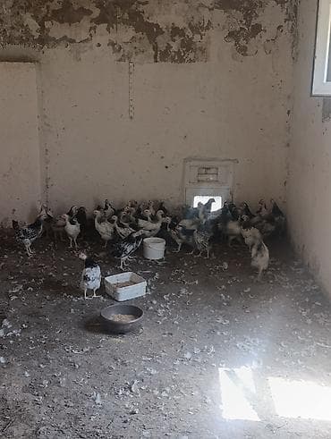 dele satisi: Satlıq toyuqlar əlaqə saxlayın 2 aylıq serebliz cücələri satılır tam — 1