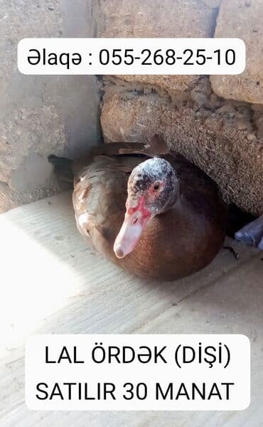Məhsul: Lal ördək (dişi) Xüsusiyyətlər: - Növ: Lal ördək (muskovy) -