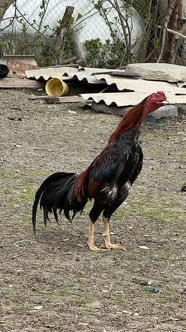 Toyuqlar: Heyratı xoruz satılır 1 yaş 8 aylıq temiz ispan cinsidir Tür — 2