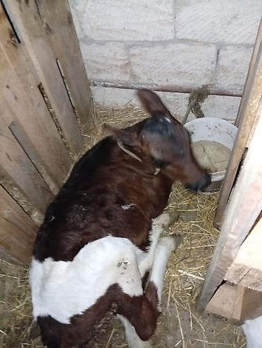 tap.az heyvanlar qoyunlar: Salamin aleykum saglam yeyimcil hundur heyvandir sudu 3 — 6