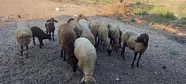 edilbay qoyunu: Dişi, il: 2, 50 kq, Ətlik, Ünvandan götürmə — 4