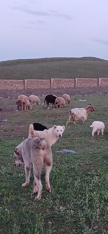 naxcivan it elanlari: Qurdbasar, 5 ay, Dişi, Peyvəndli, Ödənişli çatdırılma — 3