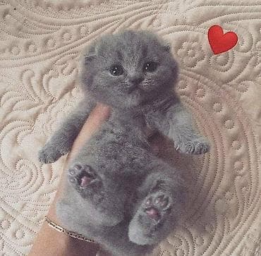 ev pişiki: Şotland, Erkək, Dişi, Yaxşı əllərə, Ünvandan götürmə, Pulsuz çatdırılma, Ödənişli çatdırılma — 7