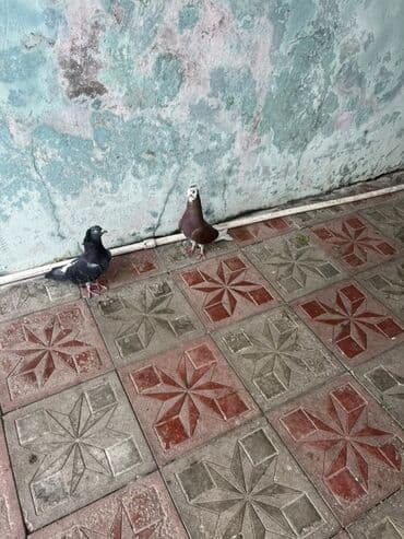 попугай ара цена: Ekrək maya Özü Kimi Balalar Verir Qiymət cütünə ayidi sondu — 1