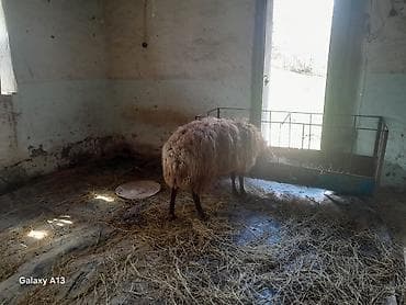 qoyun quba: Qoyun – yerli cins, ət və yun istiqamətli - Növ: erkey qoc - Cins — 3