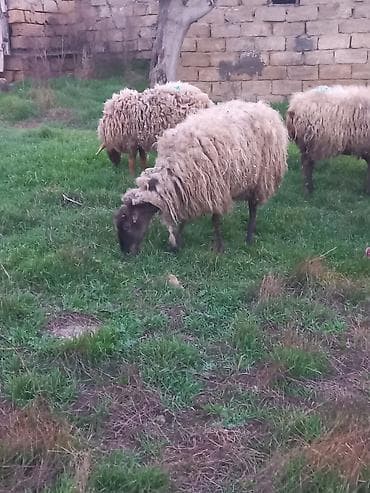 İtlər: Qoyunlar satılır 4dənədi hamsı cavan sağlam heyvanlardır hamsı — 3