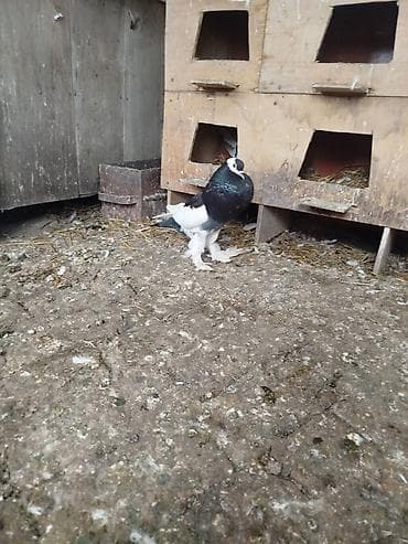 itlerin satisi ve qiymetleri: Cins: Şişin sinəli, tüklü pəncəli göyərçin . super damazliq şişman — 7