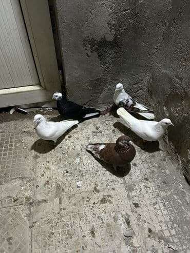 Собаки: Məhsul: Qüvvətli uçuş və dekorativ görünüşlü göyərçinlər dəsti — 1