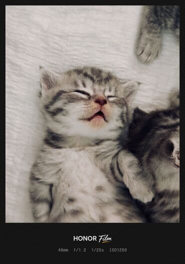 pişik cutleşdirmek: Ata British fold(yasti qulaq);ana:shinsilla shorthair tabby(dik — 6