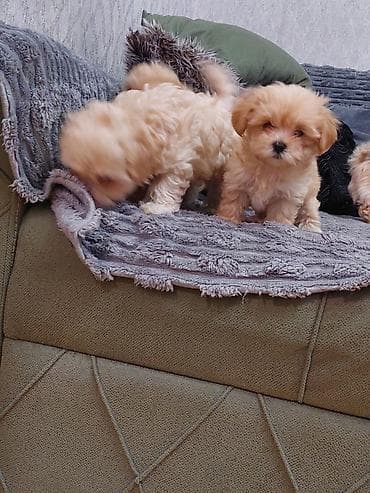 labrador itleri: Salam mini maltes balonka 1 ay yarımlıqdır tam sağlamdır qarışıq cins — 7