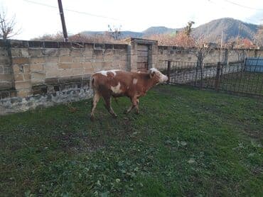 Mal-qara: Salam alekum. smental danadi. 8 ayliqdi — 5