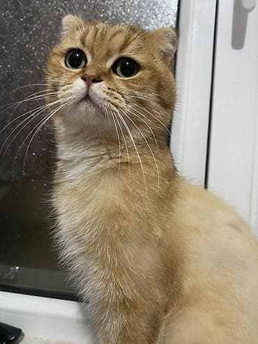 Qızıl şinşilla, Erkək, Cütləşmə üçün — 3