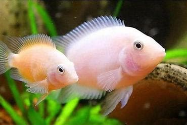 goyercin satışı: 1 cüt bala veren firuzeyi akara. 1 cüt Bala veren rio nanay. 2 cüt — 2