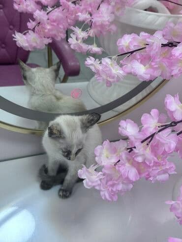 pişik cinsləri: Siam, Dişi, Yaxşı əllərə — 5