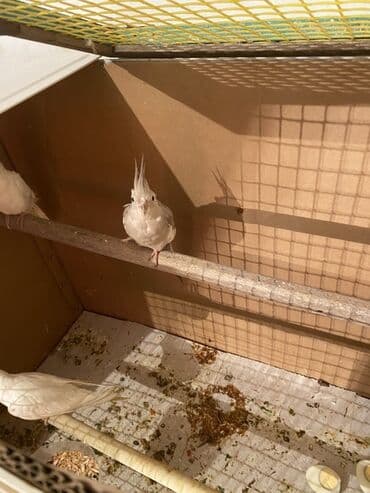 dişi it adları: Nimfa (cockatiel) tutuquşuları – ağ-krem rəng çalarlarında, başda — 3