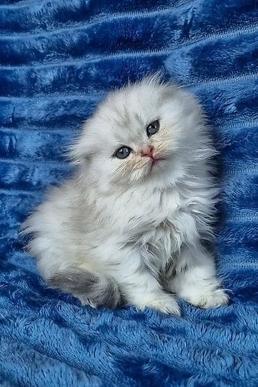 pişik pers: Gümüş kölgəli (silver shaded) uzun tüklü pişik balaları - Cins/Tip — 4