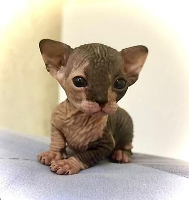 qax heyvanlar: Sfinks — 2