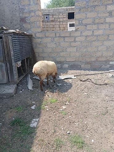 heyvan satisi: Boğaz 2 ci qarına qoyun satıLır — 2