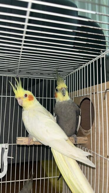 xaski bala: 2 defe bala verib balaya süper baxirlar aktiv quslardir dışı yer — 1