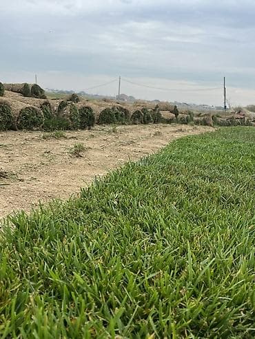 cay cau: Canlı rulon qazon cidi alıcı narat elesin boş boş şeye yığmıyın — 1
