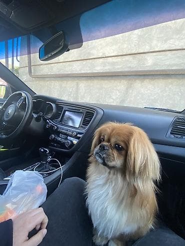 Pekines, 3 il, Peyvəndli lalafo.az -da Pekines, 3 il, Peyvəndli