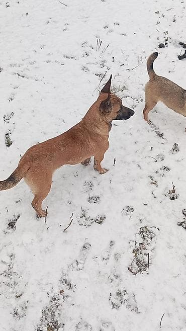 alman kurdu iti: Məhsul: Kiçik ölçülü itlər (2 ədəd) cütü 200 manat Təsvir: - Qısa — 4