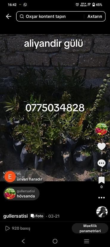 monstera bitkisi: Məhsul: dekorativ və meyvə ağaclarının tingləri - Vaşinqton xurması — 2