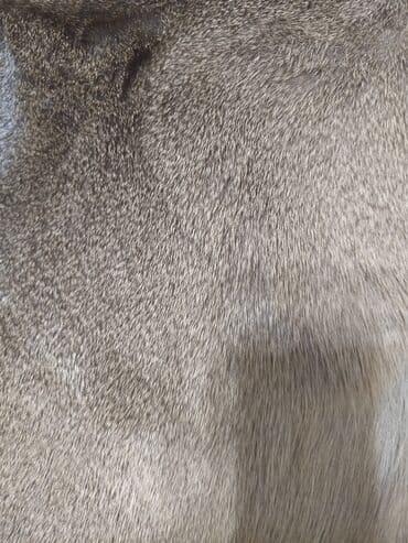 Süni güllər: Təqdim olunan tebii ceyran dərisi əsasən açıq qəhvəyi və boz — 4