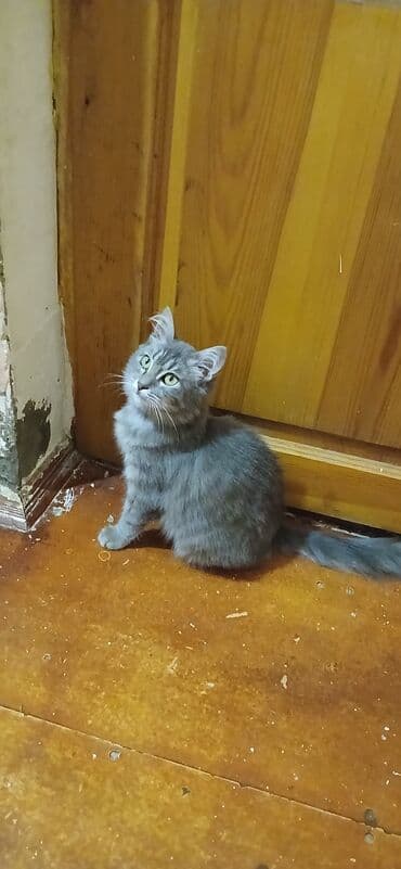 cins pişik: Yaxşı əllərə — 2