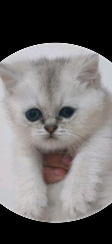 sirin pisik balalari: Şotland — 5