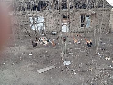 fireng toyugu: Toyuq, Damazlıq — 3