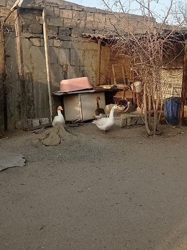 Digər heyvanlar: Dişi, Ətlik, Ünvandan götürmə — 1