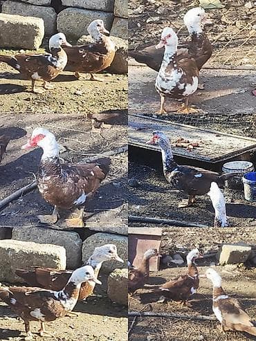 Hind ördəkləri – qəhvəyi-ağ rəngli - Rəng çeşidi: qəhvəyi əsas rəng