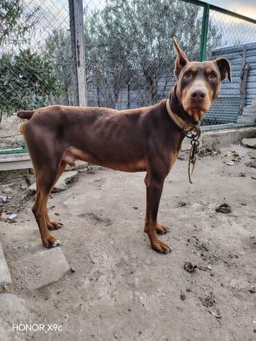 it yemi satilir: Doberman — 2