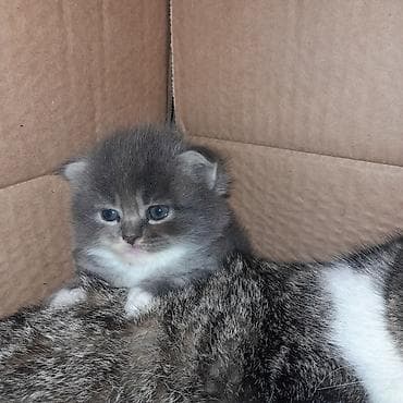 pisik qabi: Məhsul: Yavru pişiklər Təsvir:1 ayliq,boz,ag şotlan balalar,qiz — 4