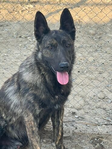 8 ay, Erkek, Peyvəndli, Ünvandan götürmə lalafo.az -da 8 ay, Erkek, Peyvəndli, Ünvandan götürmə